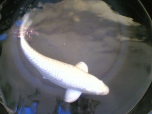 koi-3