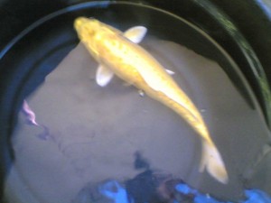 koi-4