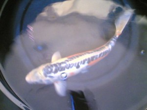 koi-6