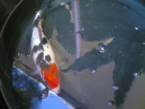 koi-8
