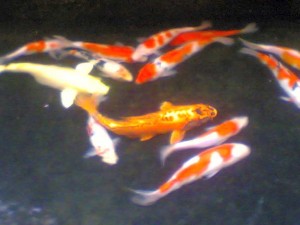 koi-9