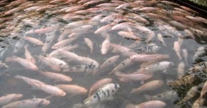ikan-nila-merah-super