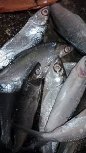 minalaut-13x minalaut-13x